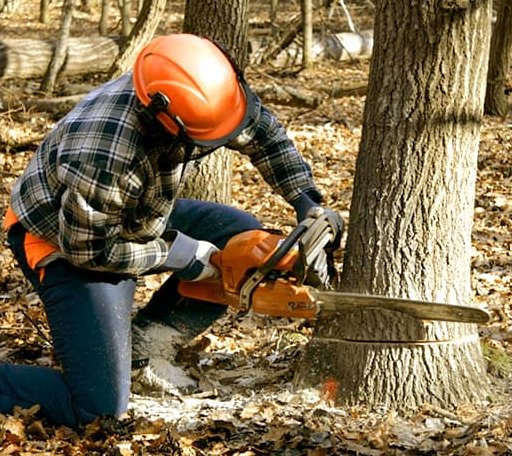Tree Removal in Otisville, MI